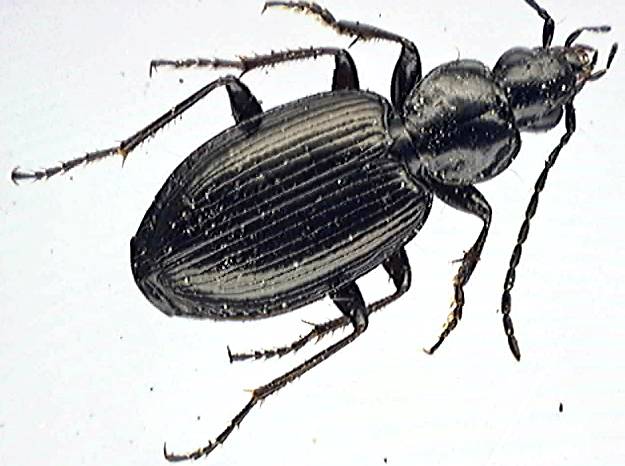 Agonum fuliginosum